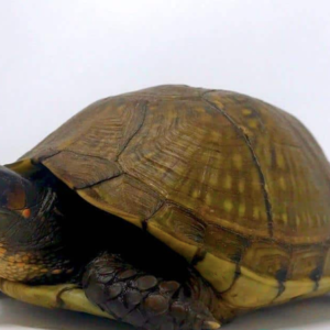 3 Toed Box Turtle for sale