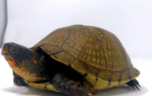 3 Toed Box Turtle for sale