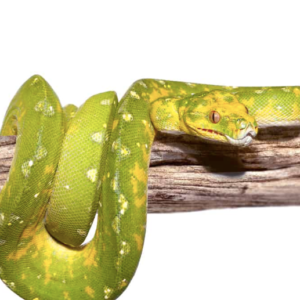 Adult Biak Green Tree Python For Sale