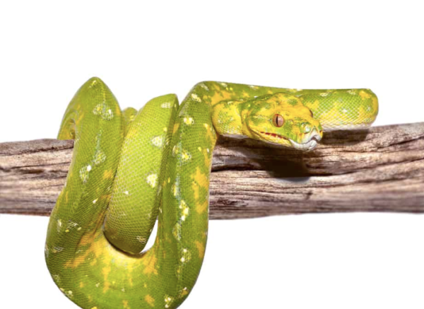 Adult Biak Green Tree Python For Sale