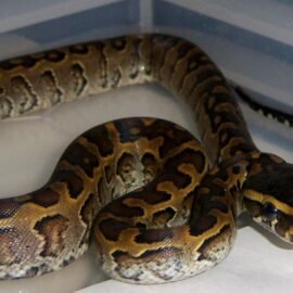 Pythons For Sale Near Me - Reptiles Heaven