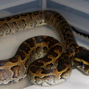 African Rock Python for Sale