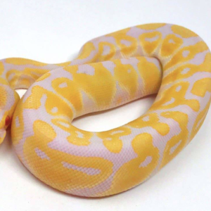 Albino Ball Python for Sale