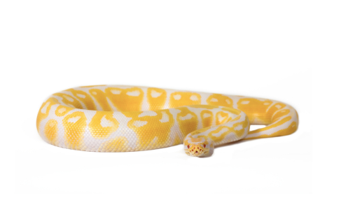 Albino Ball Python for Sale