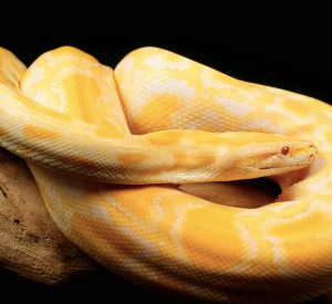 Albino Burmese Python for Sale