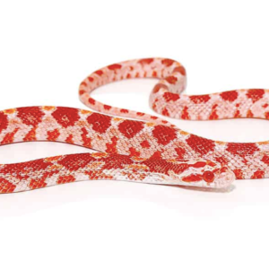 Albino Corn Snake for Sale