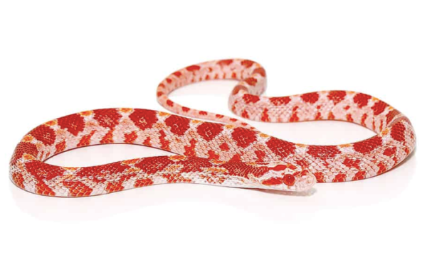 Albino Corn Snake for Sale