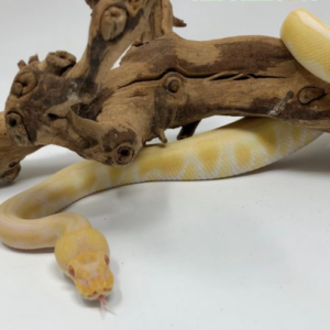 Albino Enchi ball python For Sale