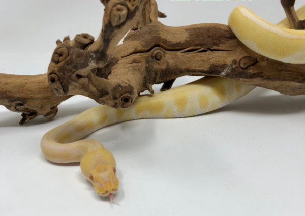 Albino Enchi ball python For Sale