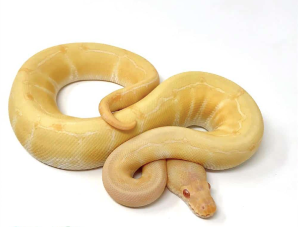 Albino Pinstripe Ball Python for sale