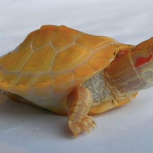 Albino Slider Turtles for sale