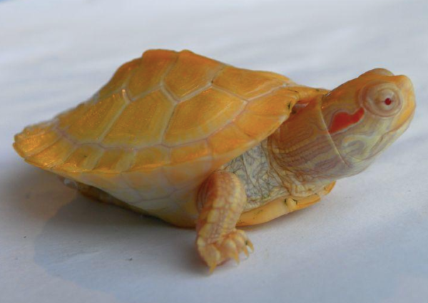 Albino Slider Turtles for sale