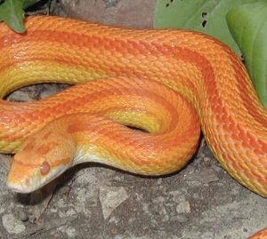 Albino Striped Corn Snake for Sale