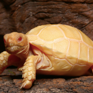 Albino Sulcata Tortoise For Sale