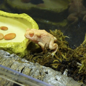 Albino Woodhouse Toad for Sale