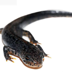 Alpine Newt for Sale