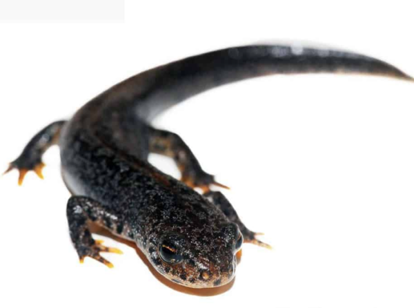 Alpine Newt for Sale