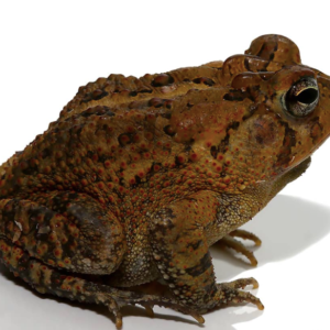 American Toad For Sale