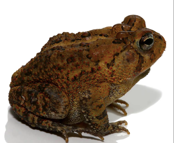 American Toad For Sale