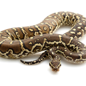 Angolan Python for Sale