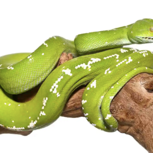 Aru Green Tree Python For Sale