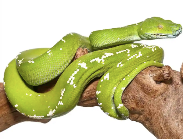 Aru Green Tree Python For Sale