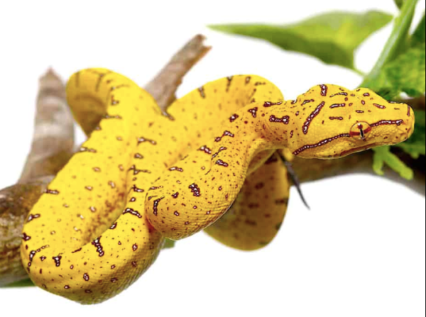 Aru Green Tree Python For Sale