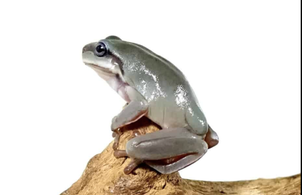 Australian Blue Eyed Dumpy Tree Frog For Sale