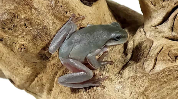 Australian Blue Eyed Dumpy Tree Frog For Sale