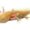 Axolotl for Sale