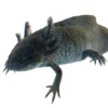 Axolotl for Sale