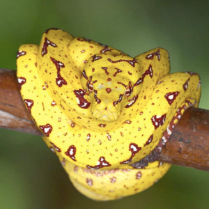 Baby Biak Green Tree Python For Sale