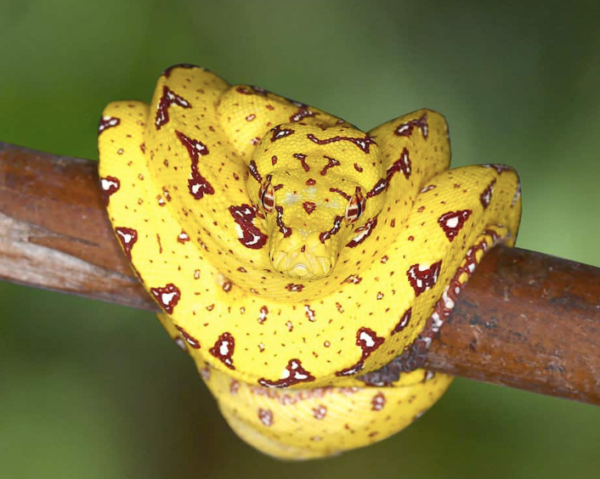 Baby Biak Green Tree Python For Sale