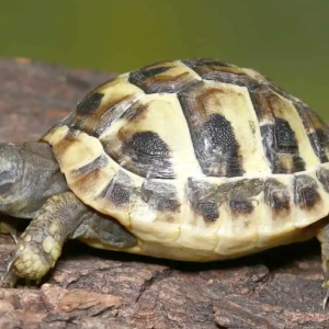 Baby Hermann’s Tortoise For Sale