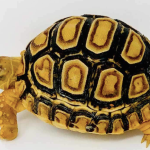 Leopard Tortoise for Sale