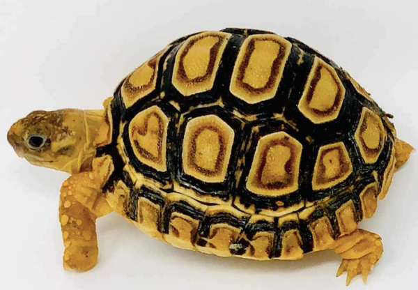 Leopard Tortoise for Sale