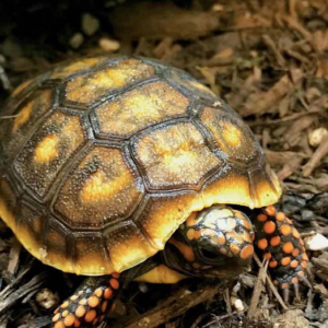 Baby Redfoot Tortoise For Sale