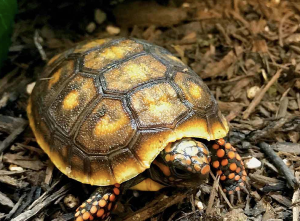 Baby Redfoot Tortoise For Sale