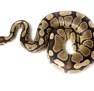 Ball Python for Sale