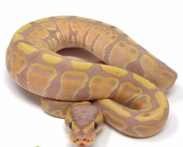 Banana Ball Python For Sale