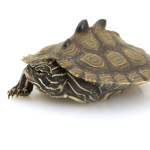 Black Knobbed Map Turtle for Sale