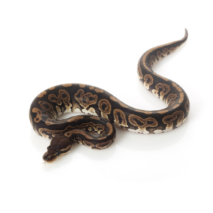 Black Pastel Ball Python for Sale