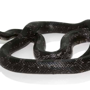 Black Rat Snake for Sale