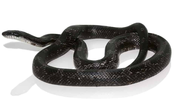 Black Rat Snake for Sale