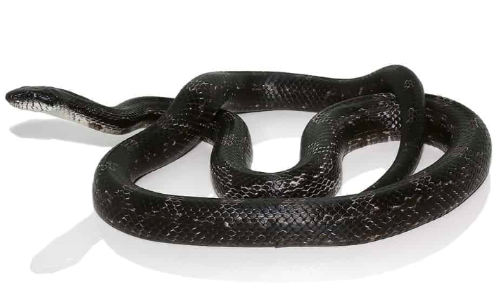 Black Rat Snake for Sale - Reptiles Heaven
