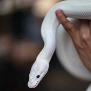 Black eyed leucistic ball python For Sale