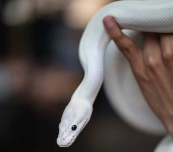 Black eyed leucistic ball python For Sale