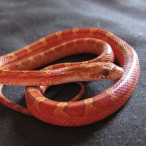 Blood Red Corn Snake for Sale