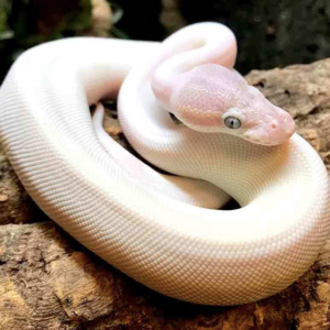 Blue eyed leucistic Ball Python for sale