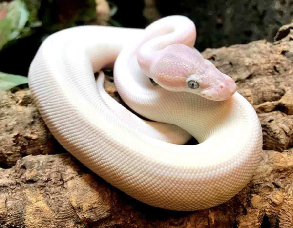 Blue eyed leucistic Ball Python for sale